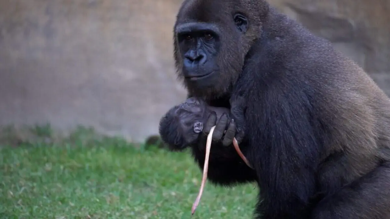 Nacimiento cria de gorila en Bioparc Fuengirola
- BIOPARC FUENGIROLA