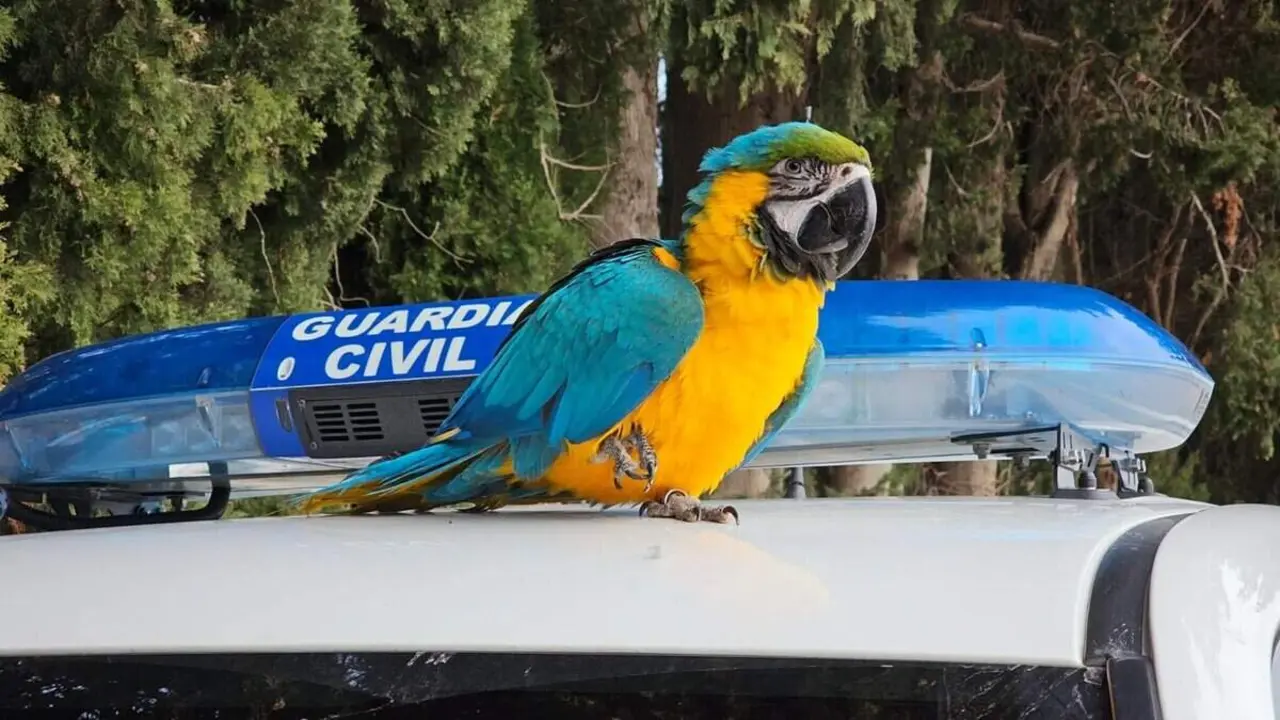 Imagen del guacamayo recuperado este s&aacute;bado en la Ribera ./ Guardia Civil