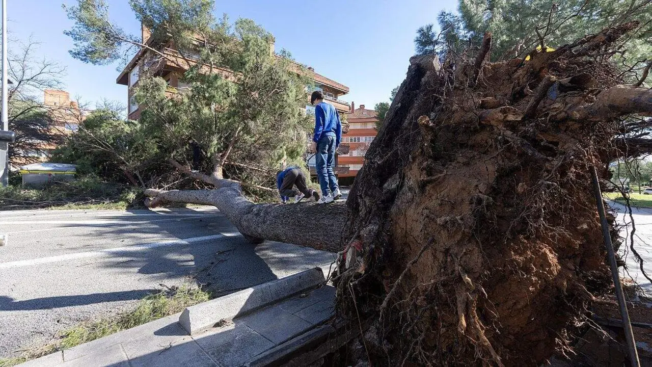 Un &aacute;rbol arrancado desde la ra&iacute;z por las fuertes rachas de viento en Catalu&ntilde;a. / RTVE
