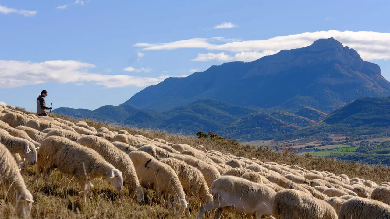Ganadero en el Alto Gallego