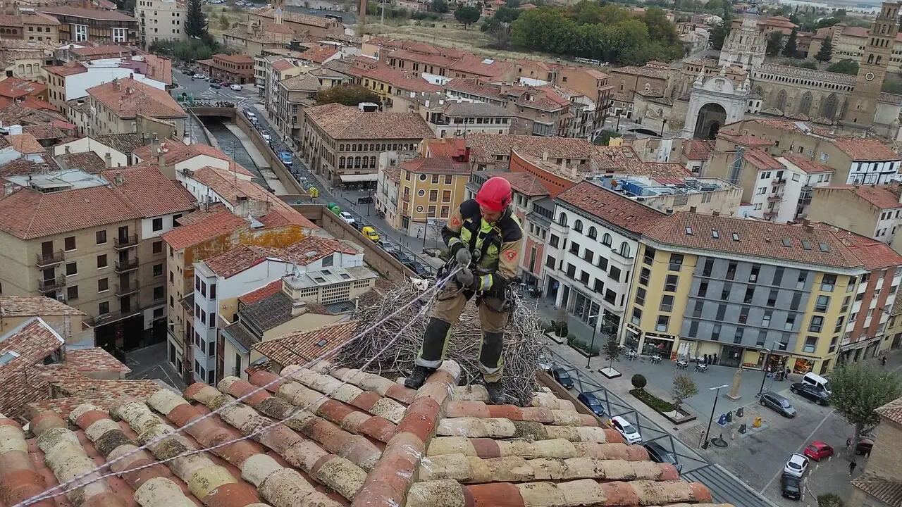 La retirada de nidos de pajaros en el palacio episcopal de Tarazona / DPZ