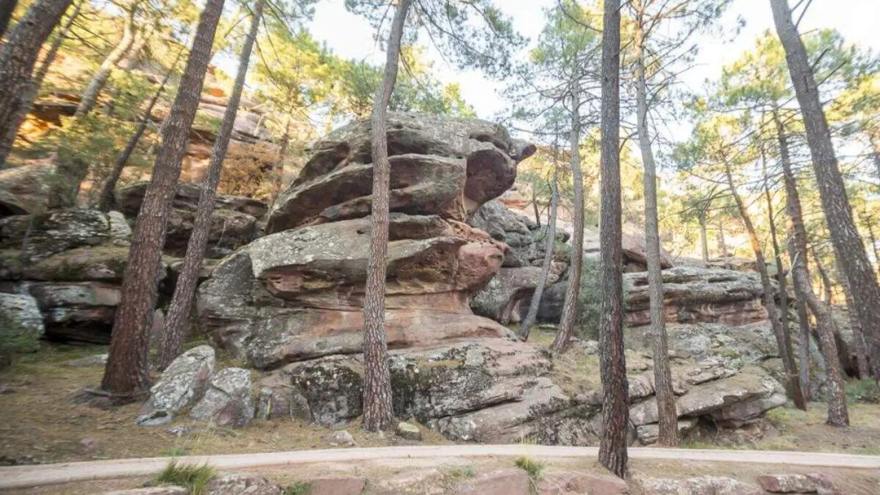 Pinares de Rodeno. / TURISMO ARAG&Oacute;N
