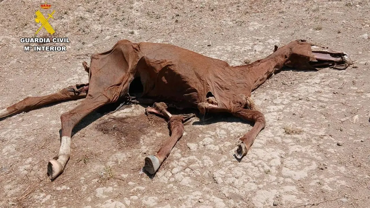 Caballo muerto. /Guardia Civil