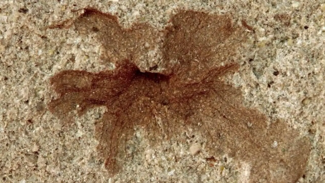 Flor encontrada en el yacimiento de La Patagonia ./ Museo Paleontol&oacute;gico Egidio Feruglio de Trelew