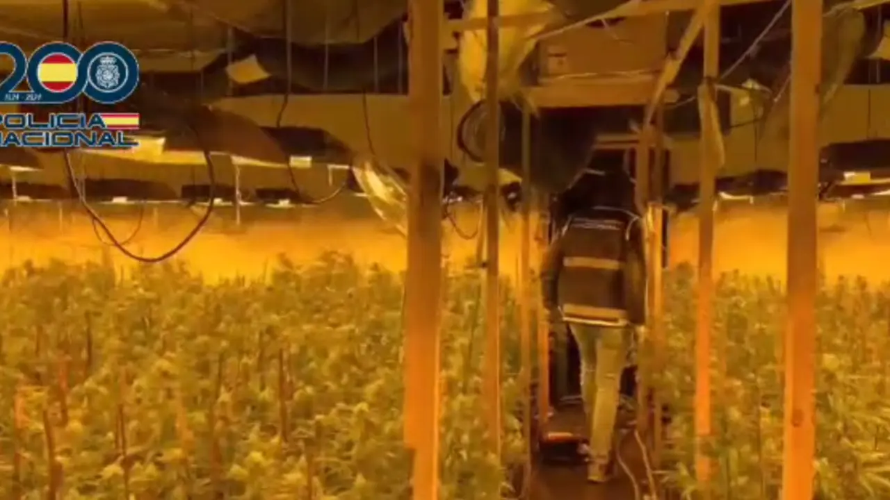 La Polic&iacute;a Nacional desmantela una plantaci&oacute;n &ldquo;indoor&rdquo; con m&aacute;s de 4000 plantas de marihuana
