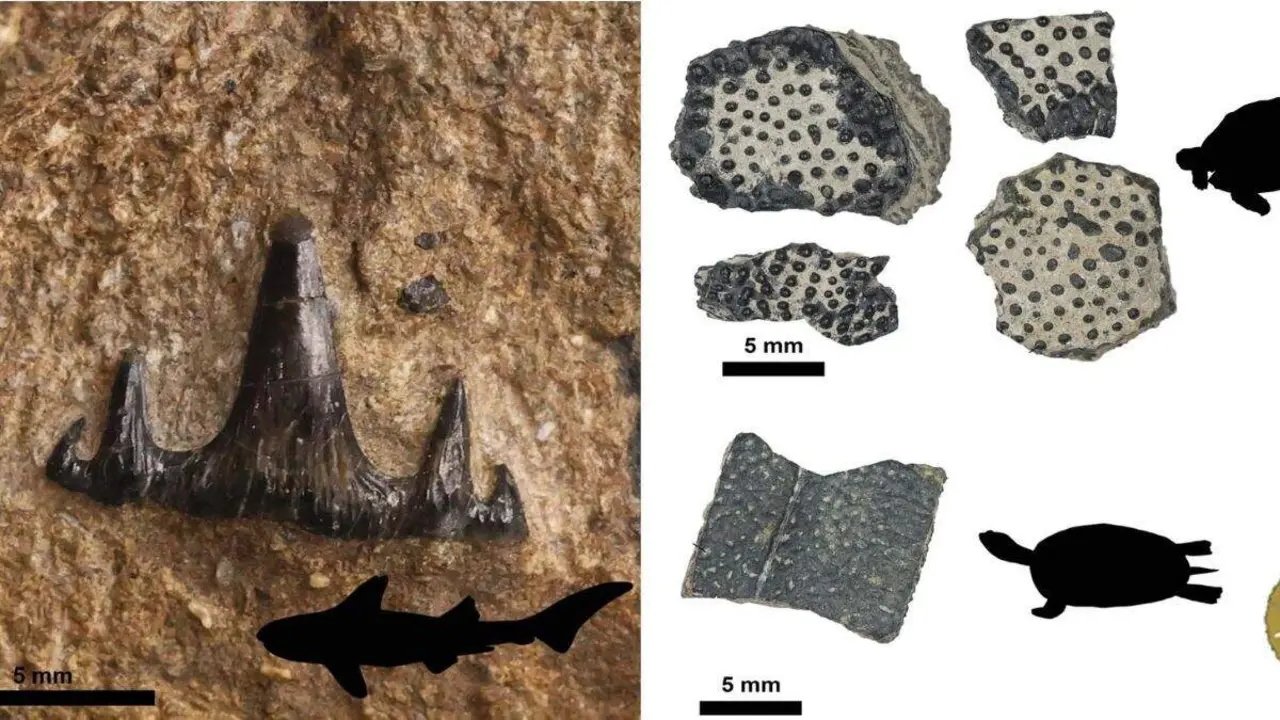 Algunos fragmentos de placas de tortugas y un diente de tibur&oacute;n hallados en la Formaci&oacute;n El Castellar. / FUNDACI&Oacute;N DIN&Oacute;POLIS