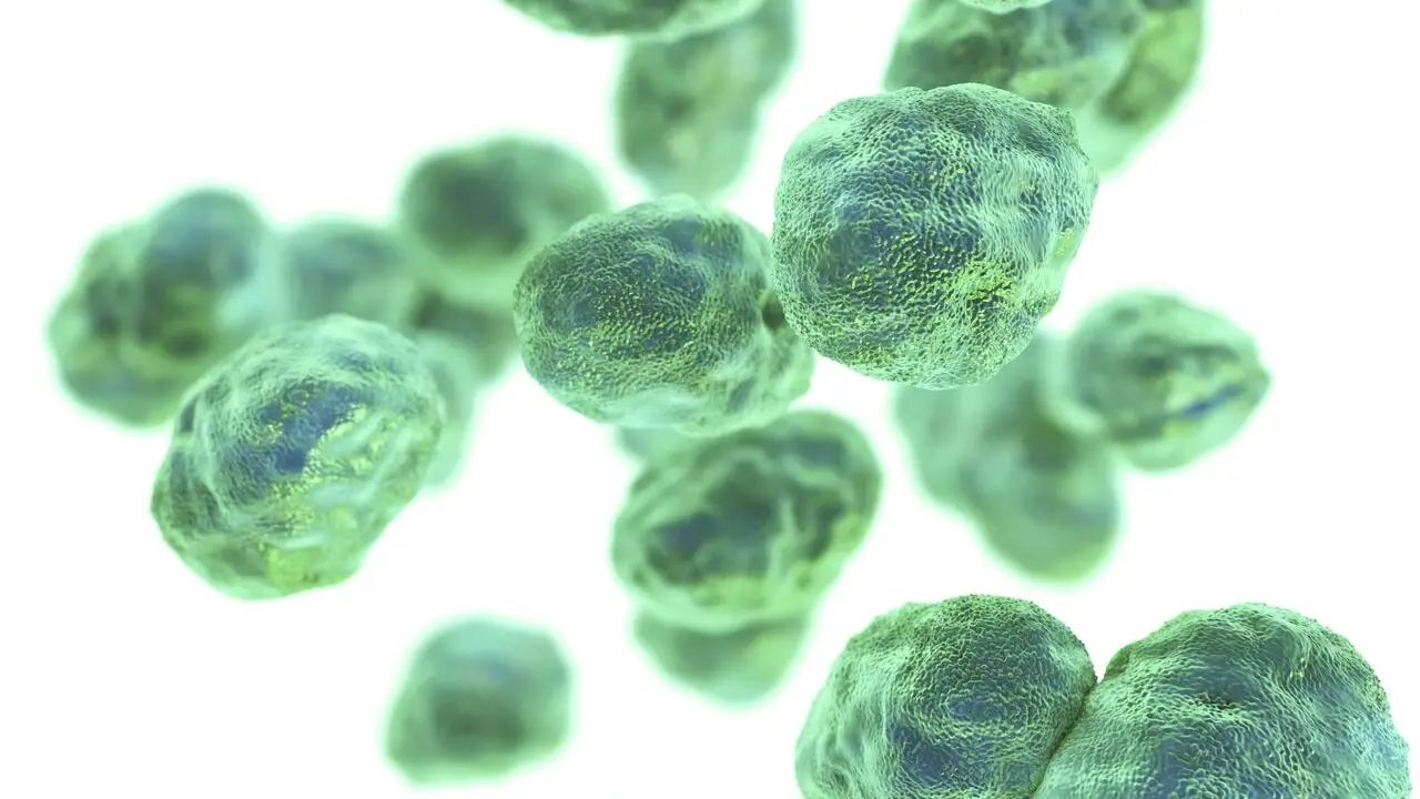 Bacteria tularemia. / Medicina y Salud P&uacute;blica