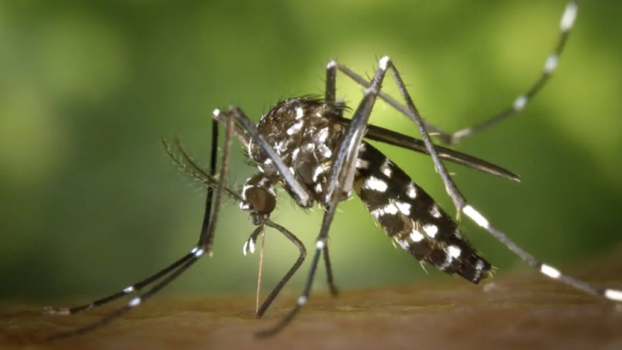 Mosquito. / World Mosquito Program