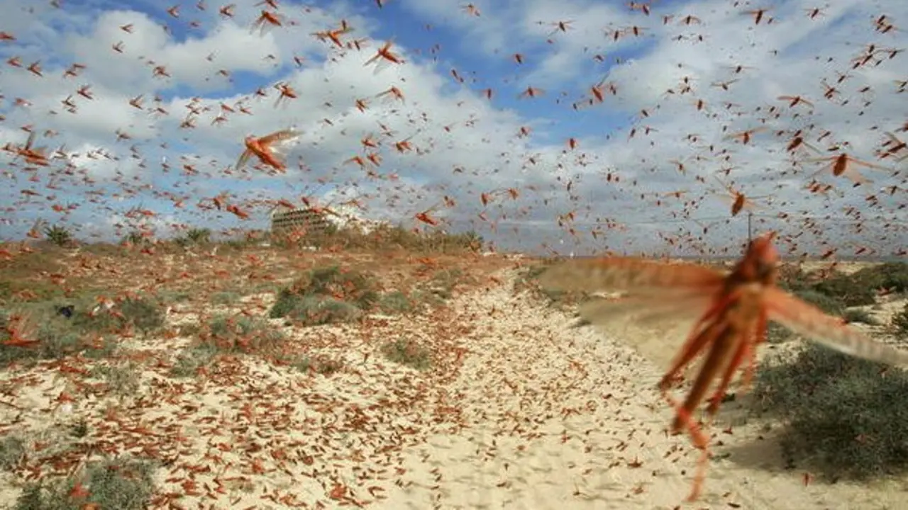 Plaga de langosta en Monegros y Farlete