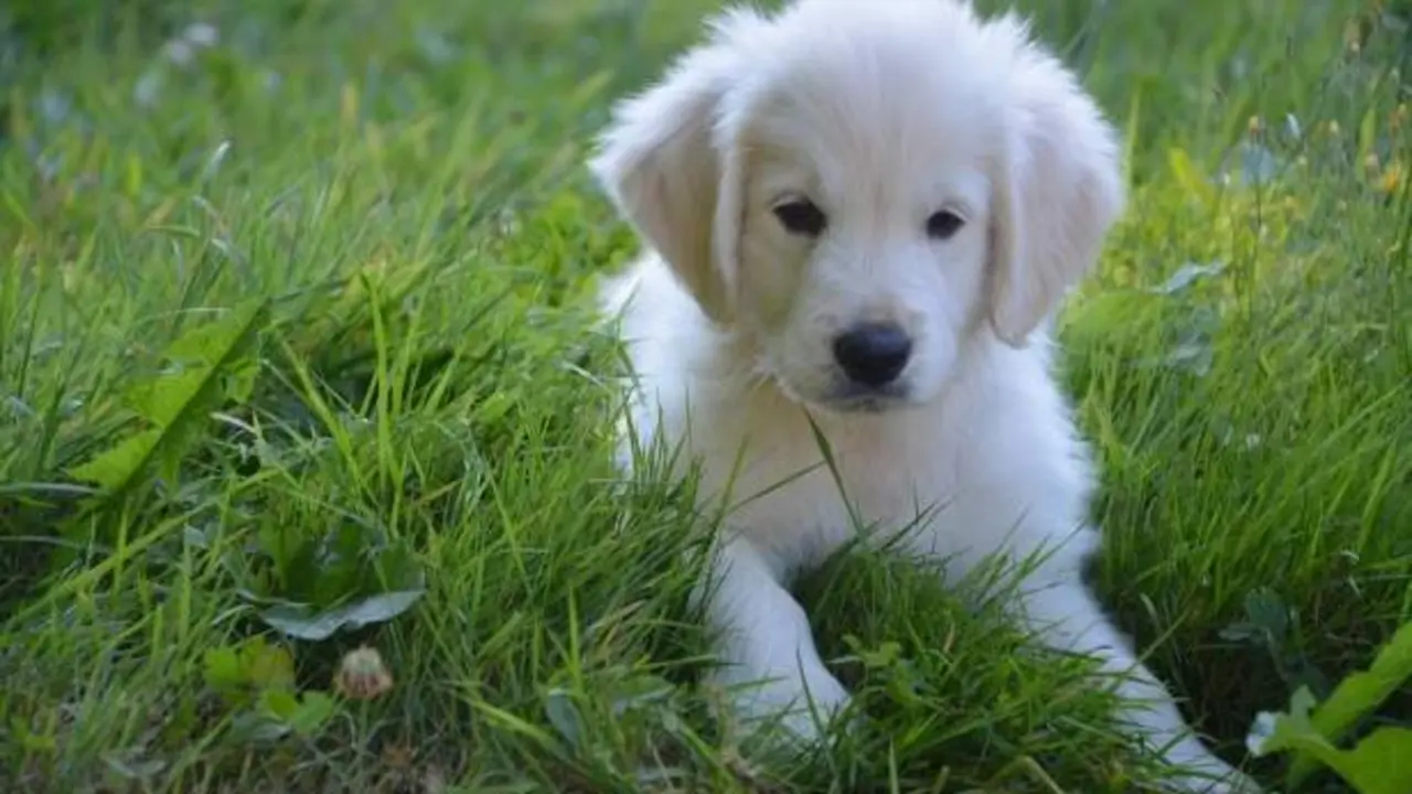 Golden Retriever