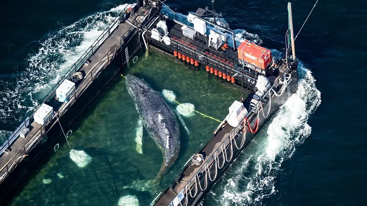 Timmy, la ballena varada, vuelve por fin al mar del Norte