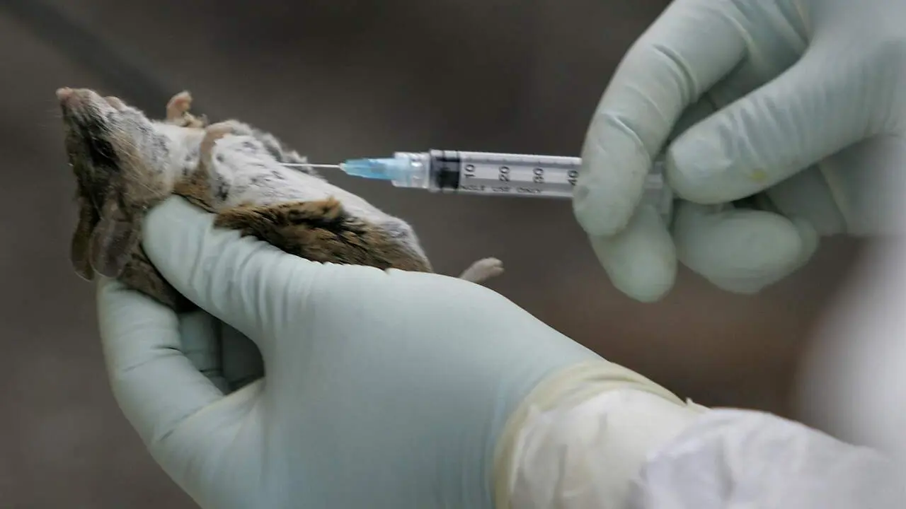 Seis especies de roedores pueden portar el hantavirus