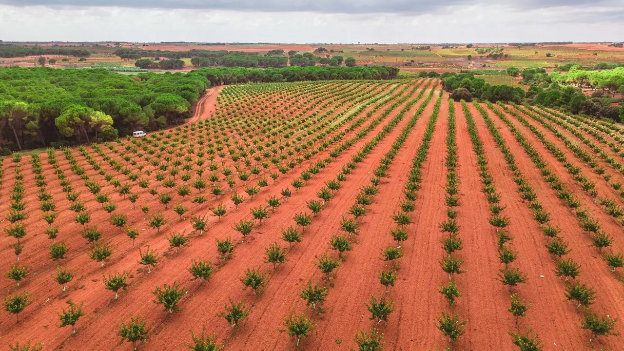 El campo que cultiva el oro verde en el sur de Francia / HOY ARAG&Oacute;N