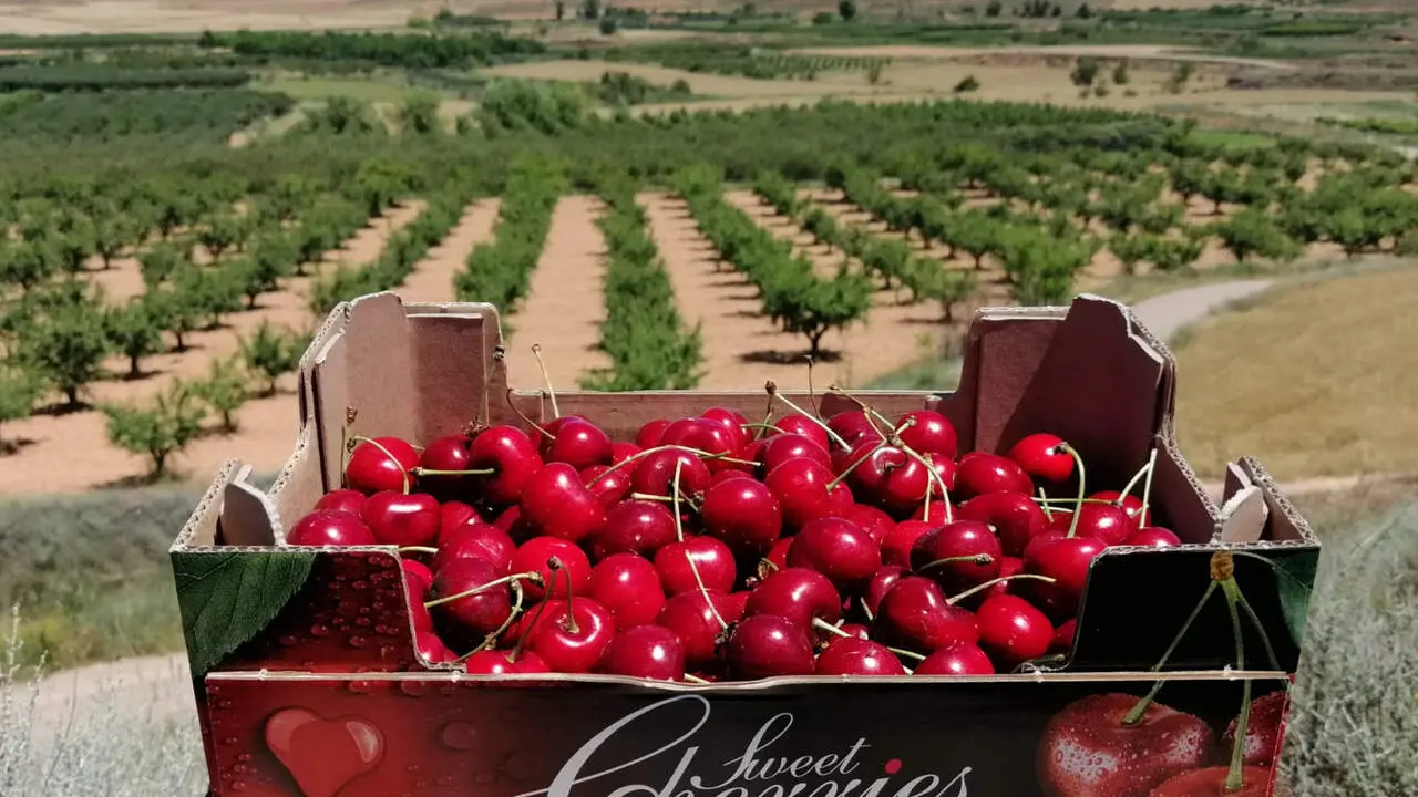 La campa&ntilde;a de Calatayud est&aacute; en alerta tras el temporal de los &uacute;ltimos meses / HOY ARAG&Oacute;N