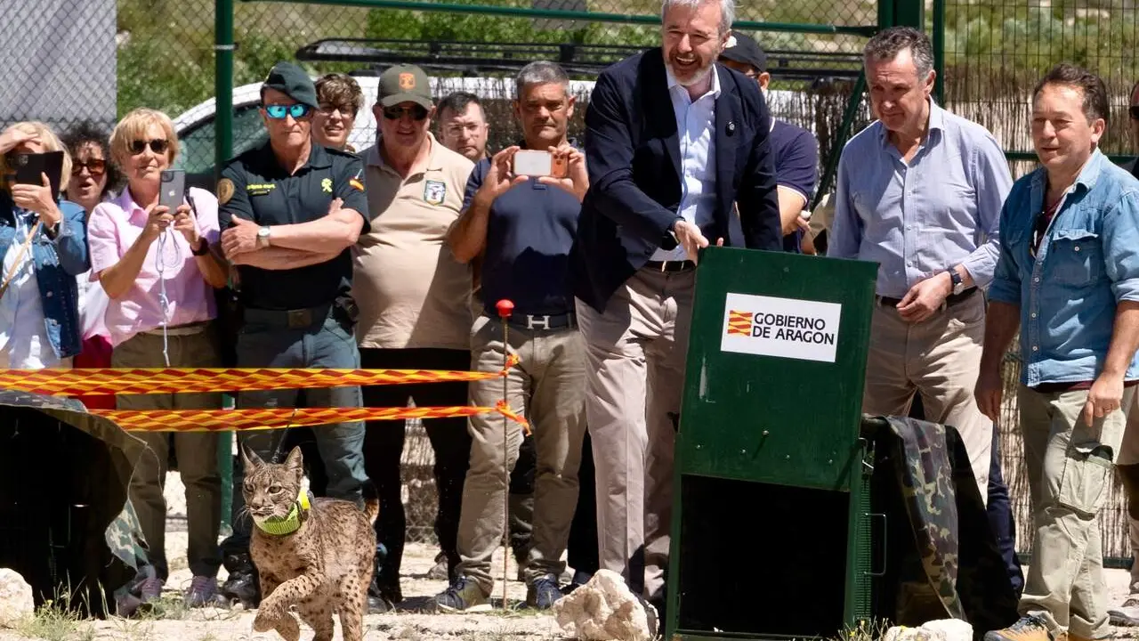 Jorge Azc&oacute;n y Luis Biendicho liberan a un lince ib&eacute;rico en Arag&oacute;n