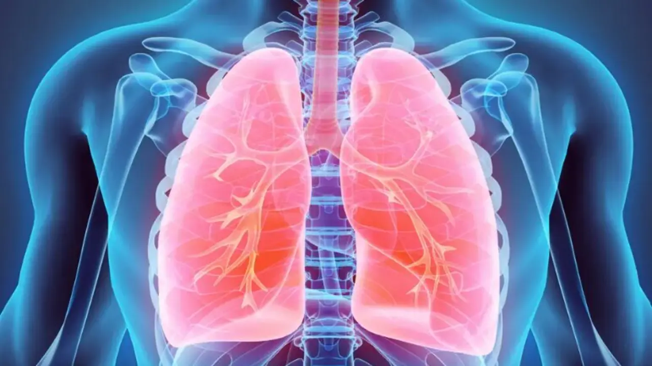 Pulmones.