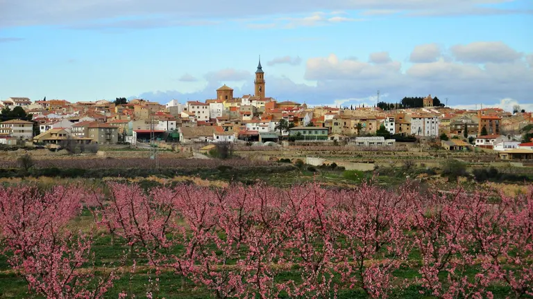 Campos de melocotoneros en flor en Calanda. / FB-Kalanda