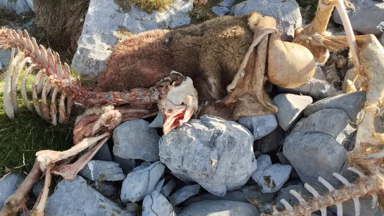 Oveja matada por un oso en Ans&oacute;. FOTO: Luis Farol.