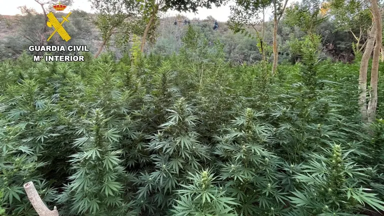 Las plantas se encontraron en un avanzado estado de desarrollo. / E.P