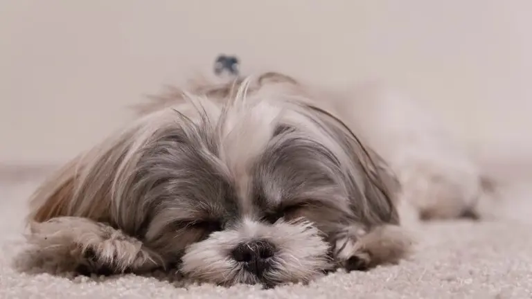 perro