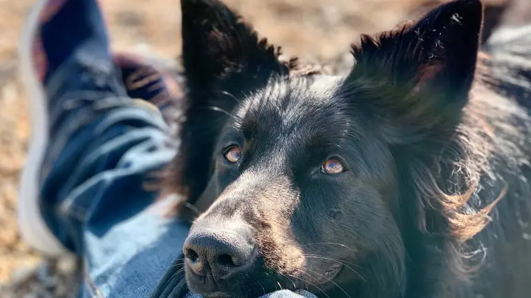 perro mira