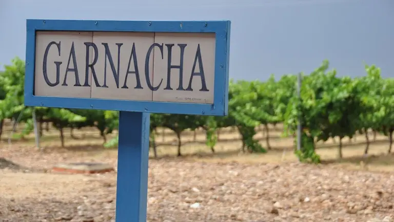Campo de garnachas en la Denominaci&oacute;n de Origen Cari&ntilde;ena. - DO CARI&Ntilde;ENA