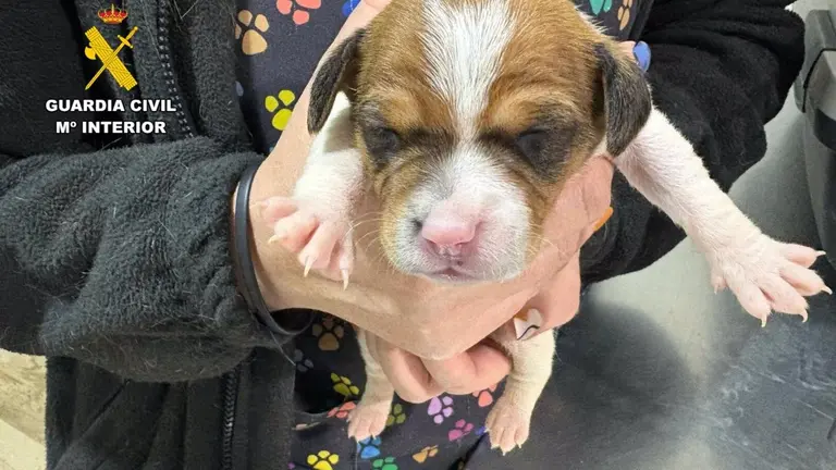 Uno de los cachorros abandonados. - GUARDIA CIVIL