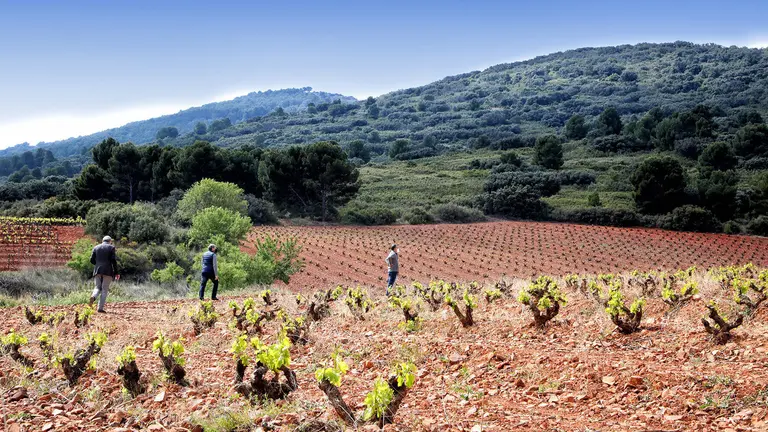 Vi&ntilde;edos de Bodegas Aragonesas, en la DO Borja.
