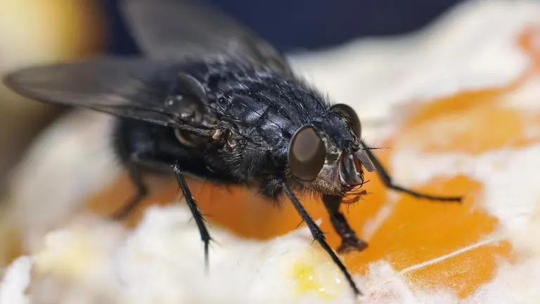 Mosca negra
