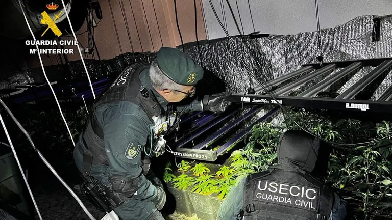 Detenidos dos hombres tras el desmantelamiento de una plantaci&oacute;n de marihuana en Cuarte de Huerva. / GUARDIA CIVIL