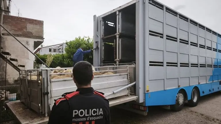 Corderos devueltos a su propietario. / Mossos d&acute;Esquadra