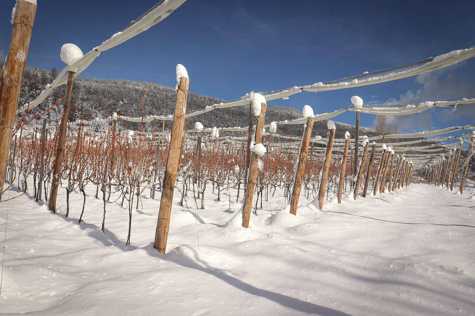 Vino de las nieves