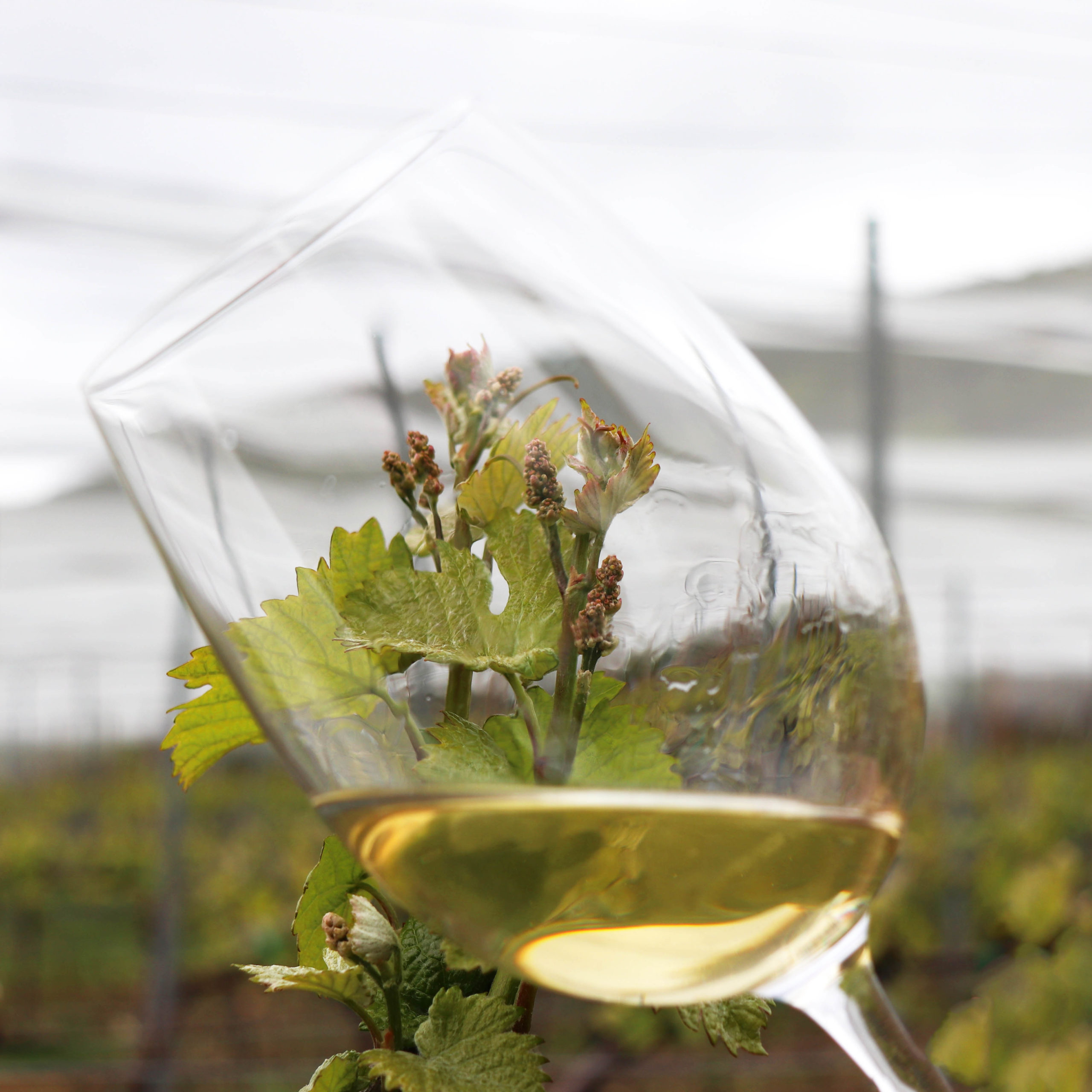 El Vino Blanco es el vino más icónico de la bodega / Bal Minuta