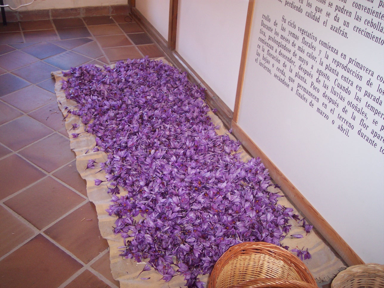 Museo del Azafrán