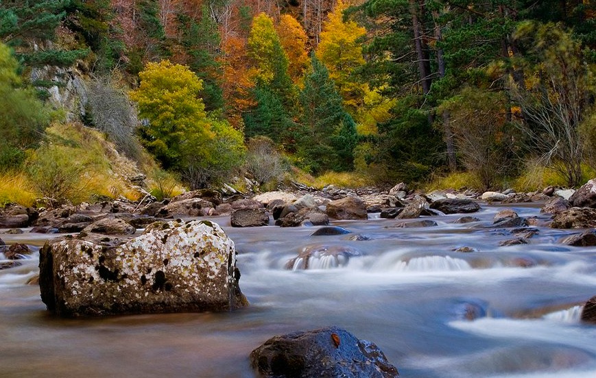 Selva de Oza