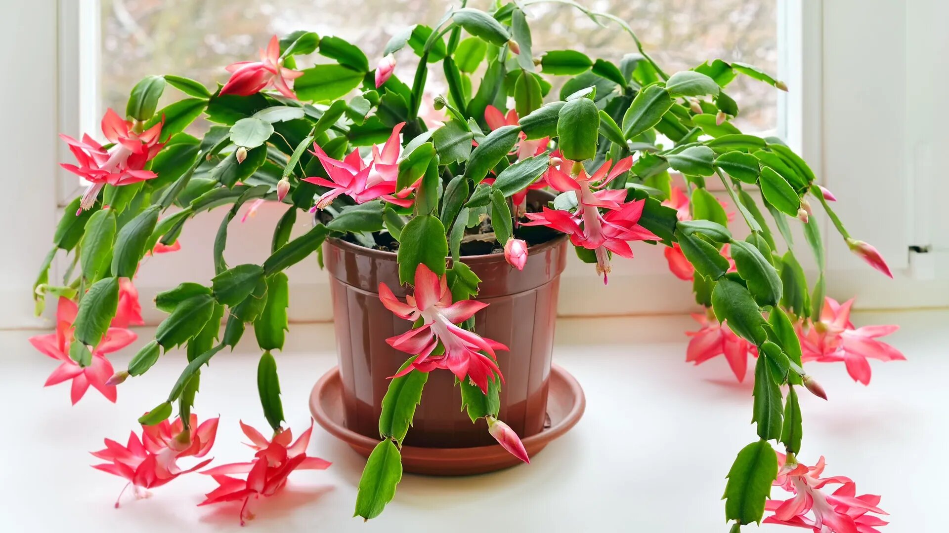 Cactus de Navidad