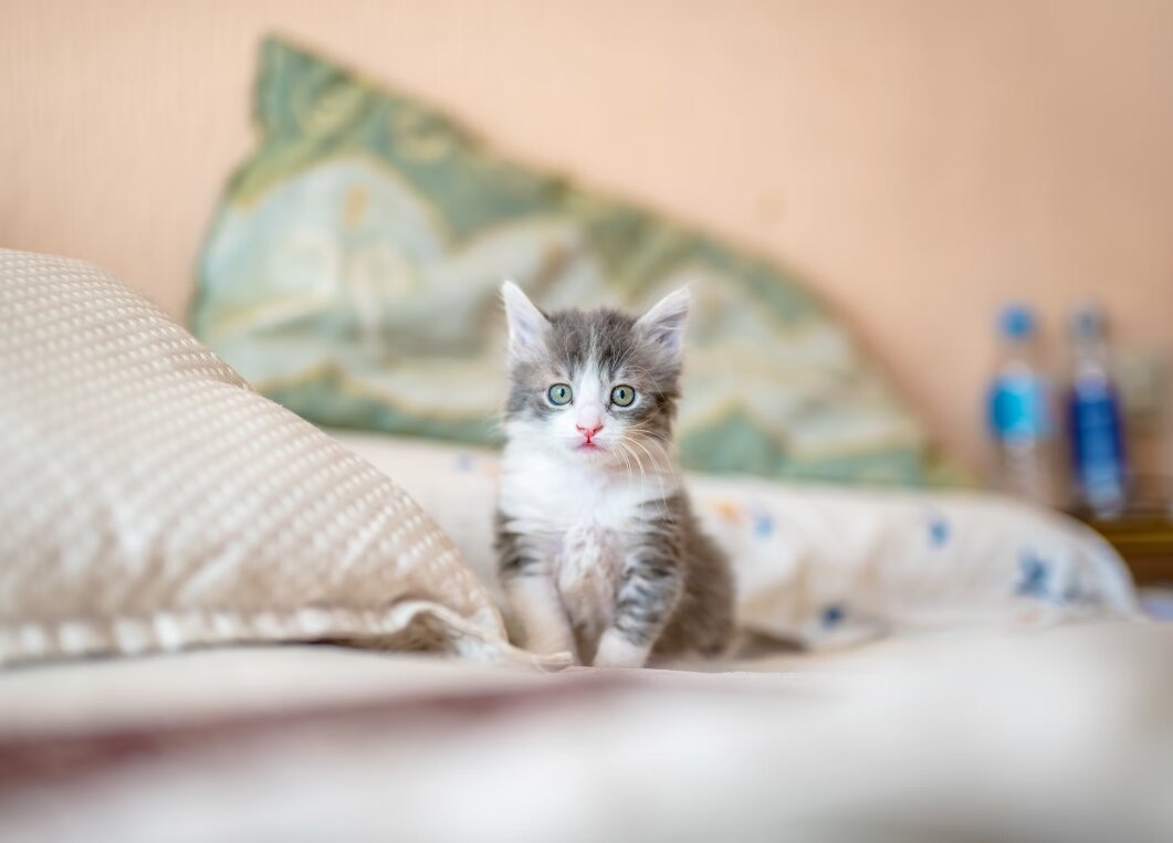 gato2