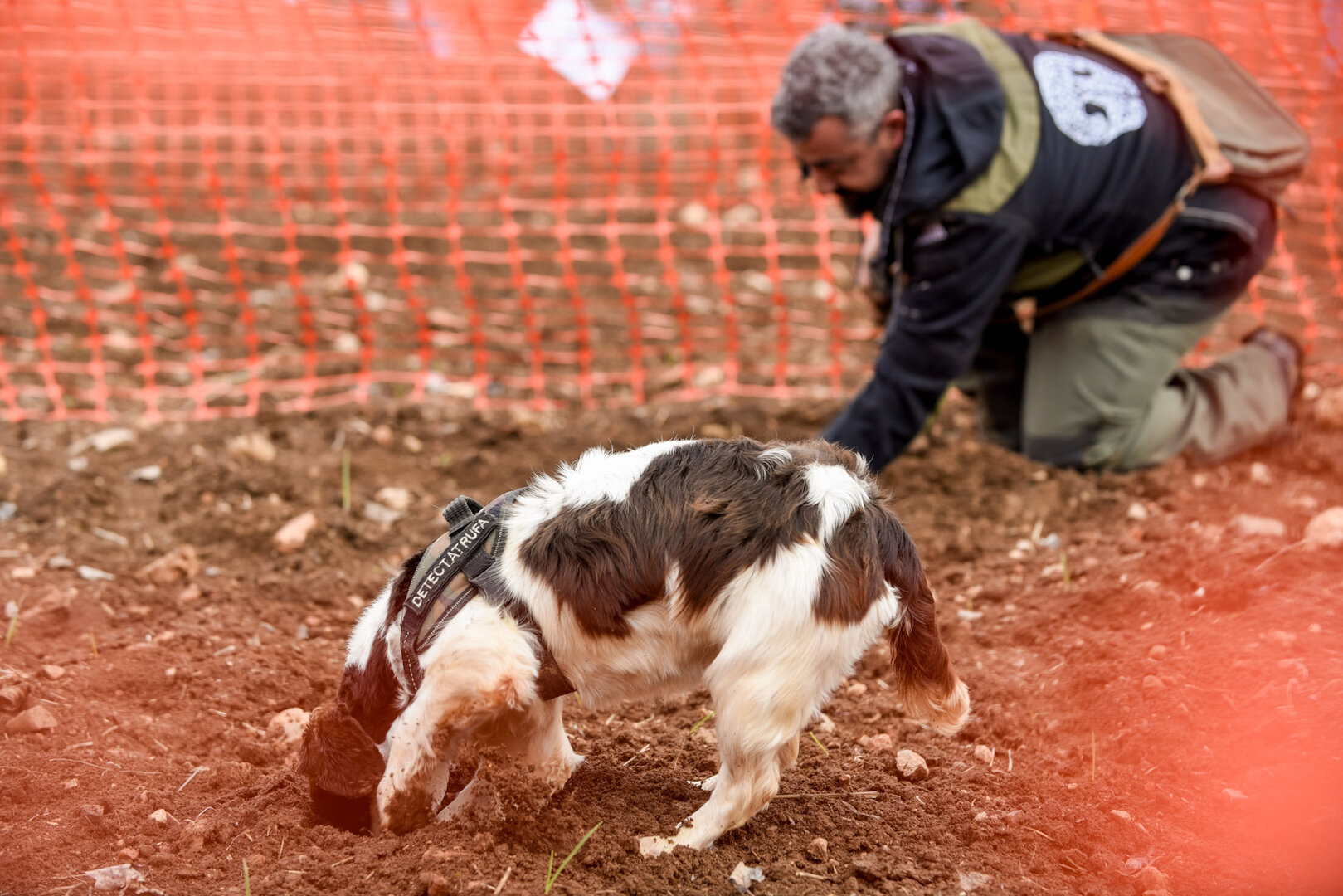 Concurso de Caza de Trufa Negra de la comarca Campo de Daroca. / Jaime Oriz