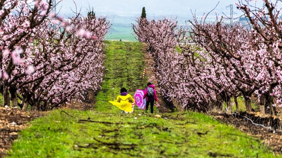 Frutales en flor en los campos de cultivo de Caspe.