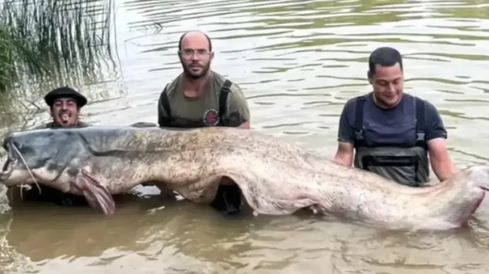 Los pescadores del siluro más grande encontrado en España, hasta la fecha / Cedida
