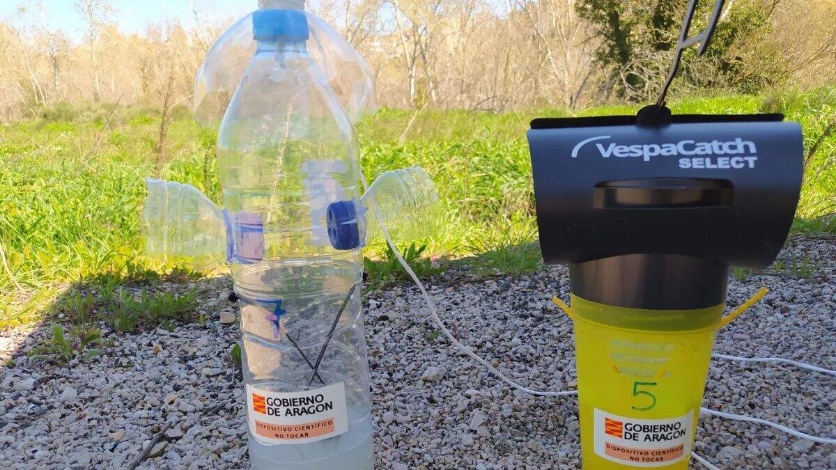 Trampas de avispa asiática en Alcañiz. / AYTO. ALCAÑIZ