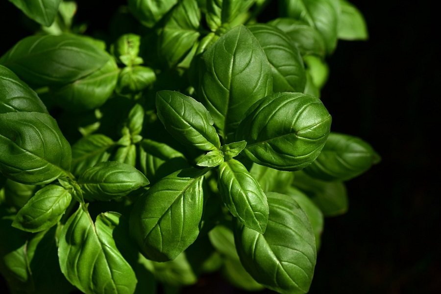 Albahaca San Lorenzo